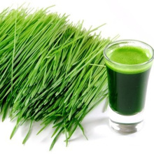 Kosher factory NOP Organic barley grass juice powder  barley grass powder